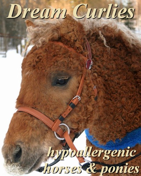 Dream Curly Horses - allergivennlig hest og ponni