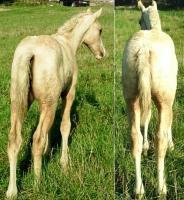 Nice hind end and straight legs