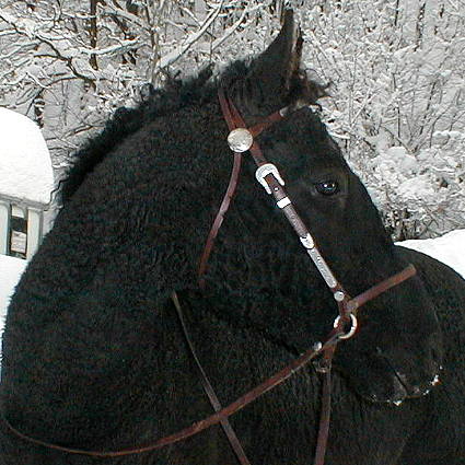 Cherokee's Black Hawk