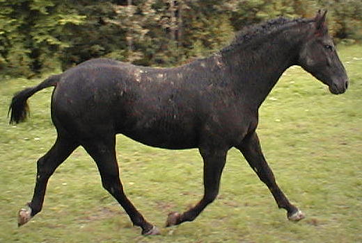 Cherokee's Black Hawk