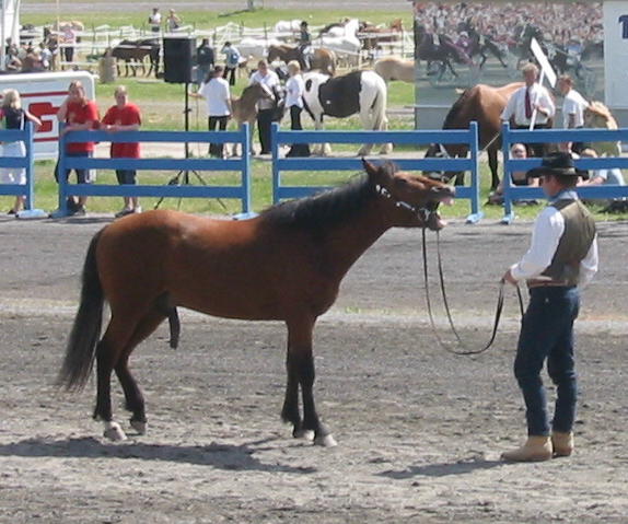 Texas at the horse expo Hest 2004