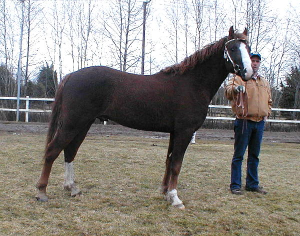 Kansas Dream at the stallion inspection