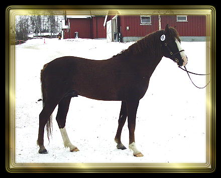 Kansas at the Norwegian stallion inspection in March