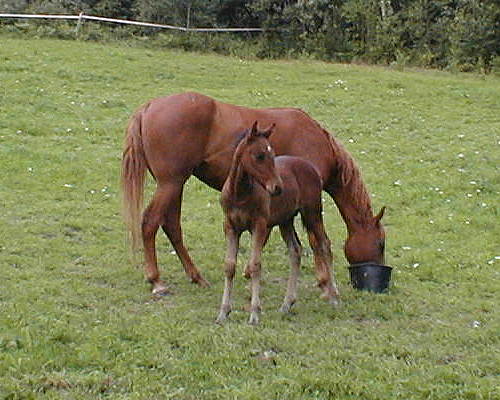 Sassey Lady with Texas Dream, July 2002