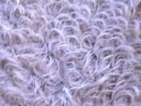 Close up view of curly coat