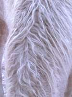 Close up of curly mane