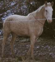 Curly Horse in paddock