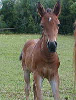 Texas Dream 16 days old