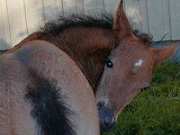 Texas Dream 18 days old