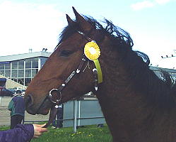 Texas Dream at young stock inspection 2004
